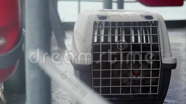 旅行者缅因州的猫在笼子里漂浮在海中的一艘船上。 3840x2160，4k
